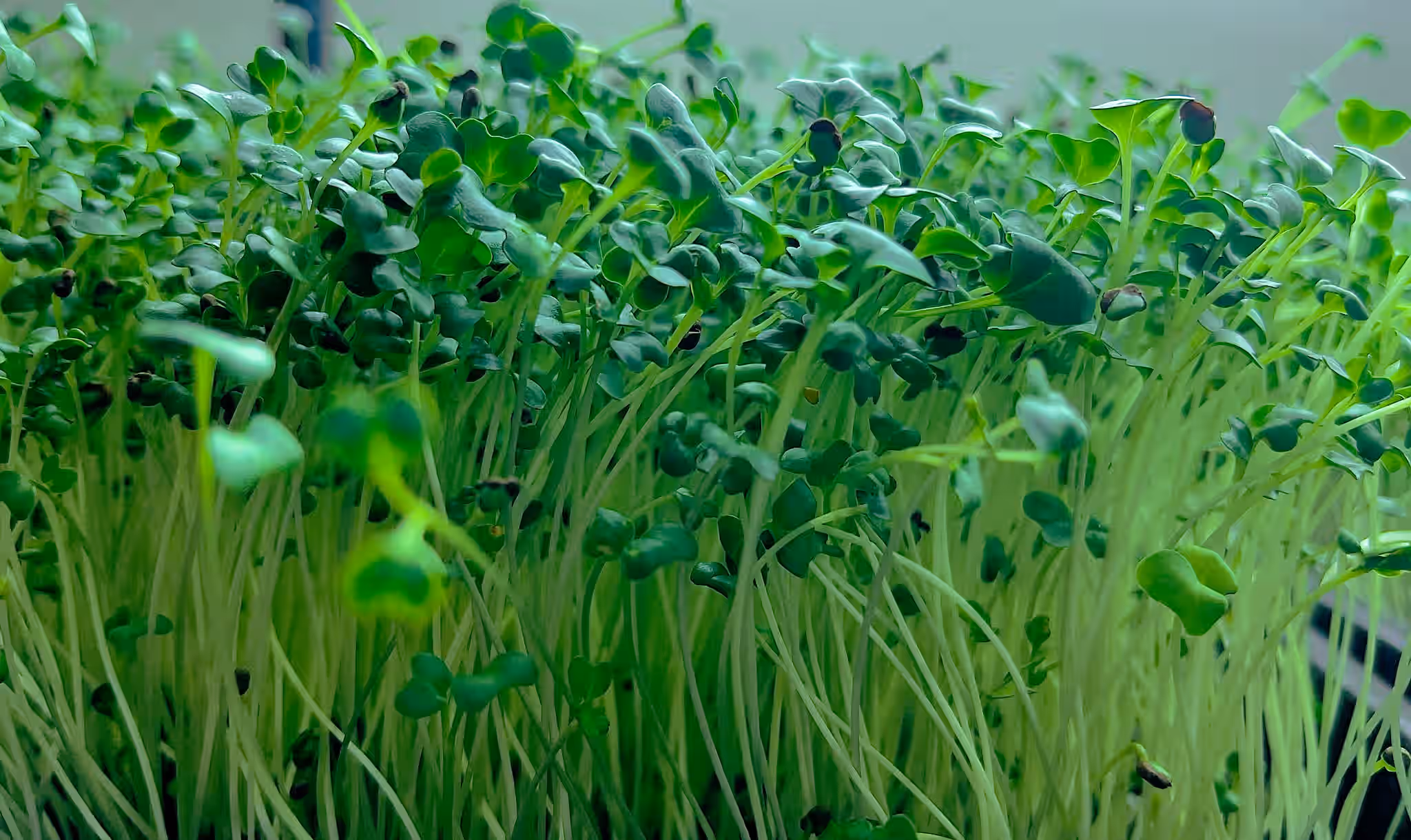 Organic Broccoli Microgreens