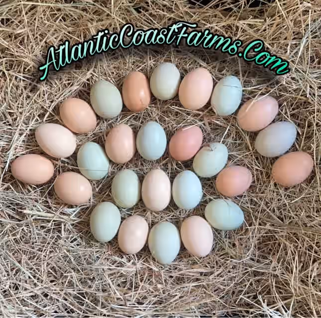 Rainbow Barnyard Silver Phoenix Chicken Hatching Eggs