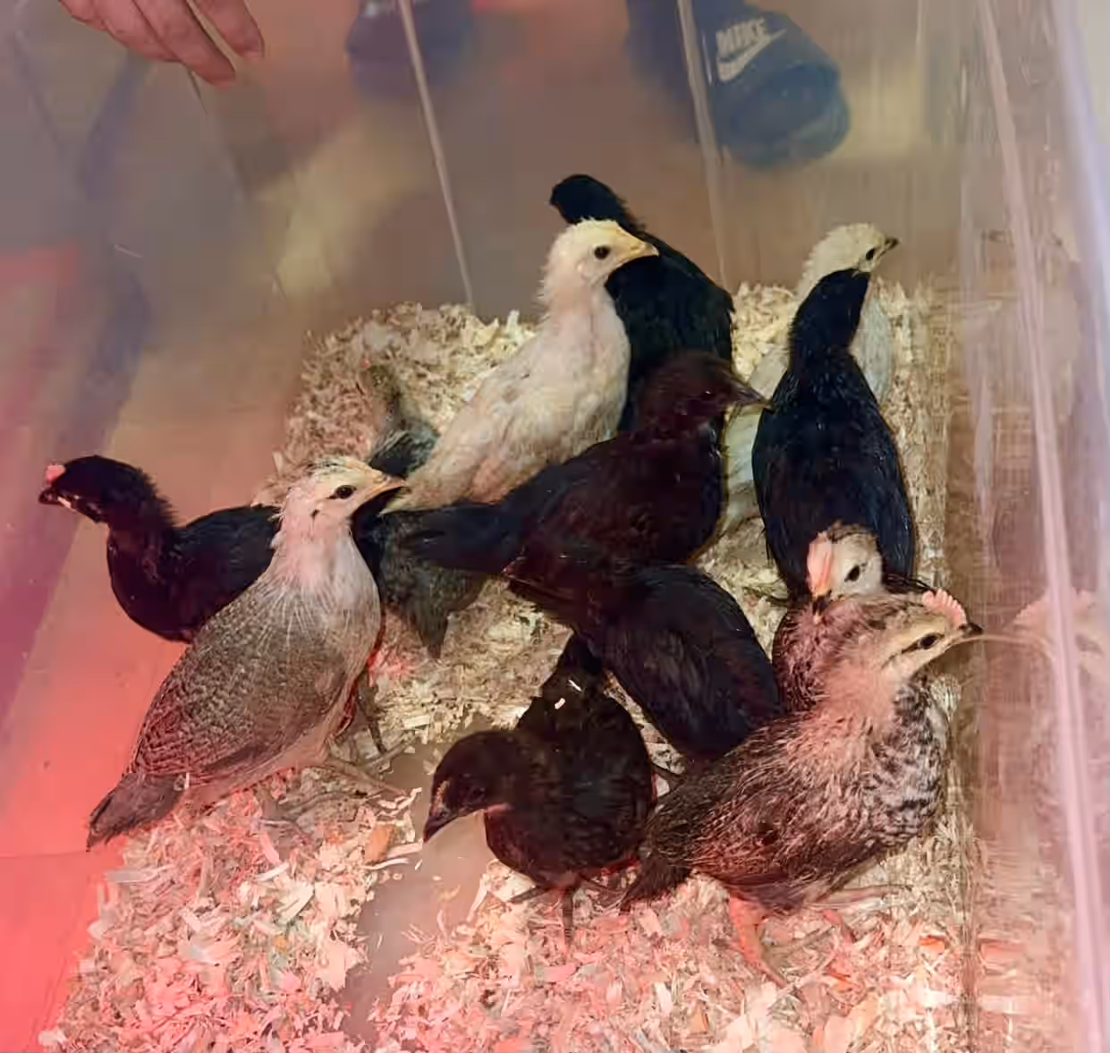 Rainbow Barnyard Silver Phoenix Chicken Hatching Eggs