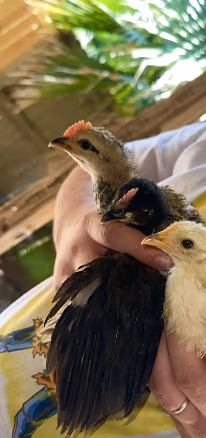 Rainbow Barnyard Silver Phoenix Chicken Hatching Eggs 3 Rainbow Barnyard Silver Phoenix Chicken Hatching Eggs