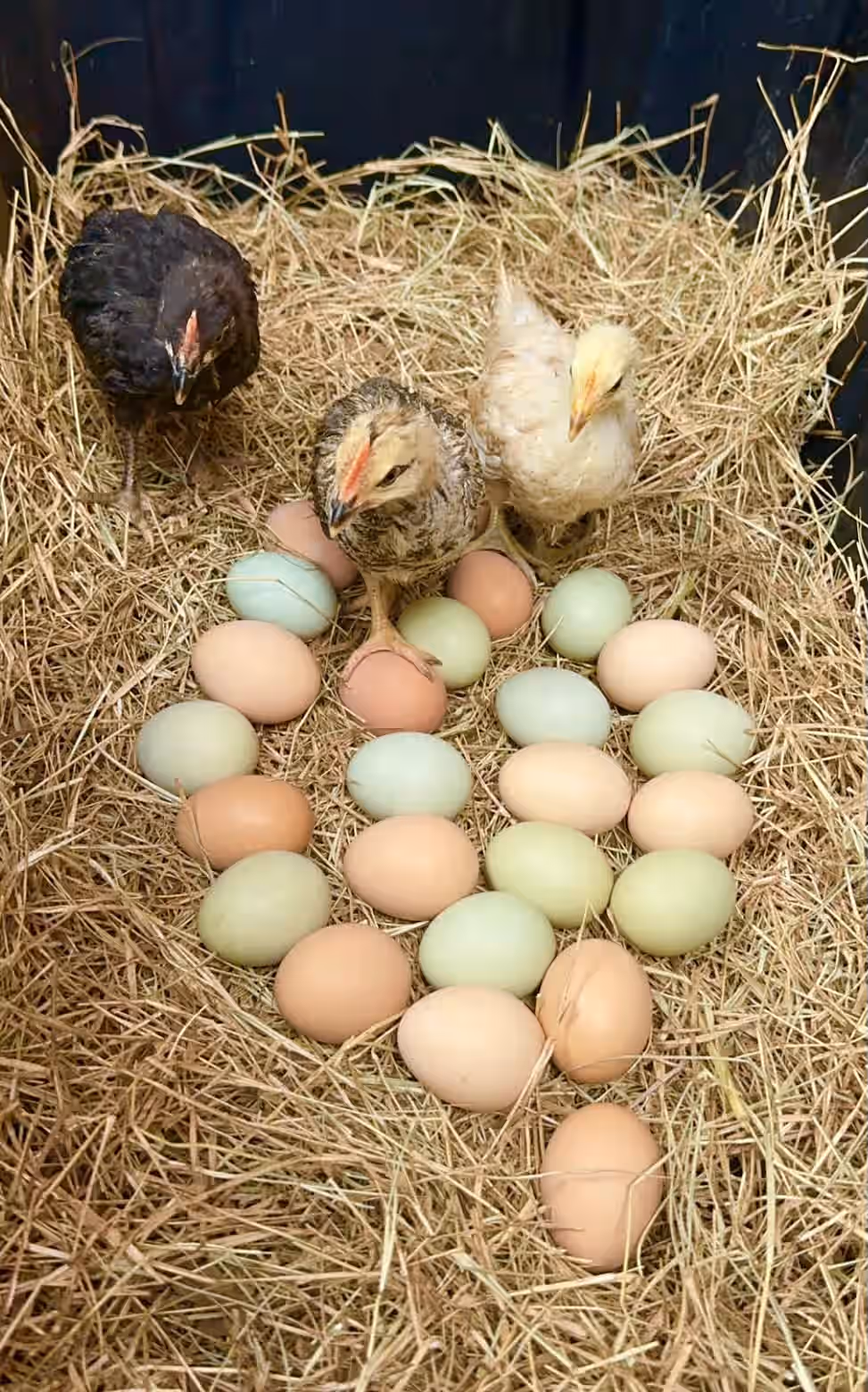 Rainbow Barnyard Silver Phoenix Chicken Hatching Eggs 4 Rainbow Barnyard Silver Phoenix Chicken Hatching Eggs