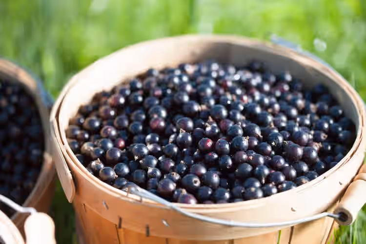 Frozen Aronia Berries - Certified Organic (1 lb)