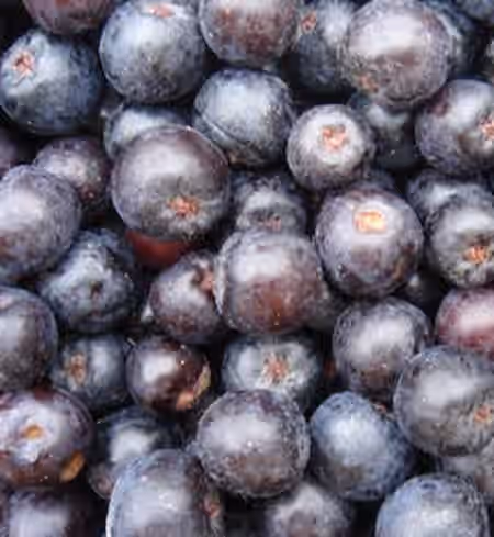 Frozen Aronia Berries - Certified Organic (1 lb)