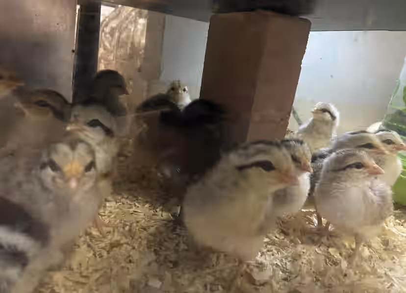 Gold & Silver Duckwing Phoenix Chicken Hatching Eggs