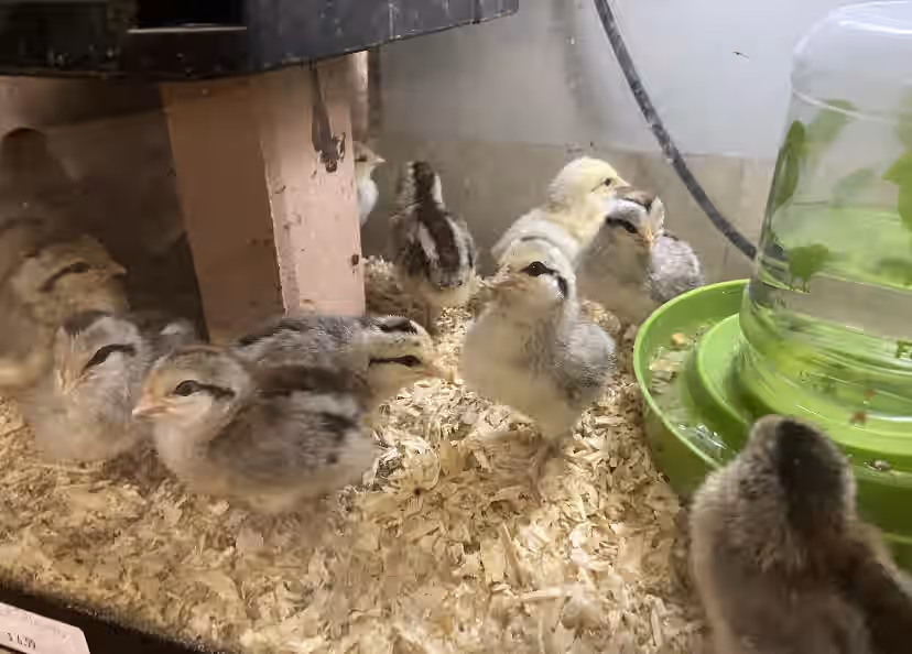 Gold & Silver Duckwing Phoenix Chicken Hatching Eggs