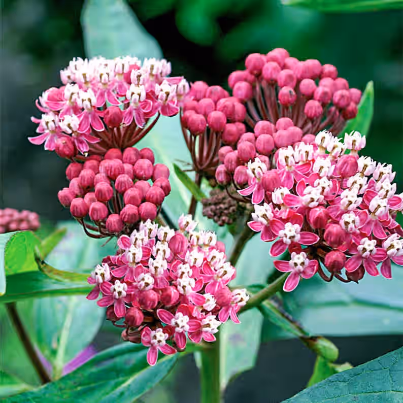 Soulmate Swamp Milkweed Butterfly Weed Asclepias incarnata Premium Seed Packet Monarch