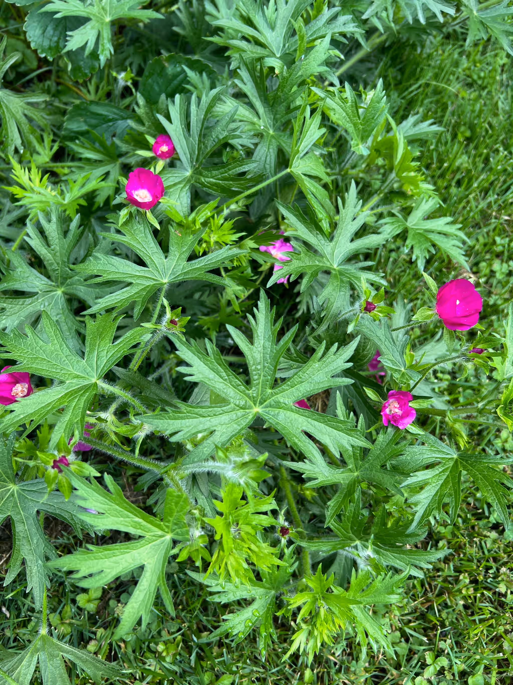 Winecup Flowers & Leaves - Fresh*
