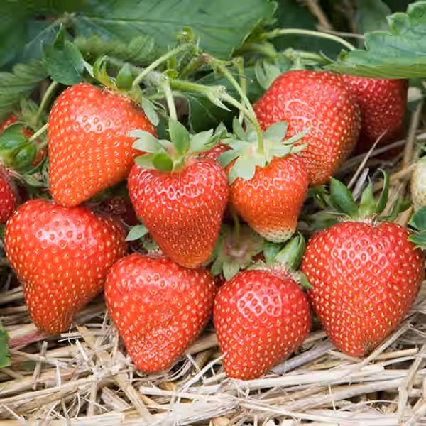 Strawberry Jelly üçìüçìüçì