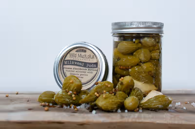 Pickled Milkweed Pods - large