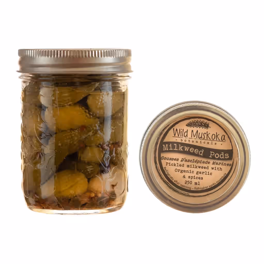 Pickled Milkweed Pods - large 3 Pickled Milkweed Pods - large