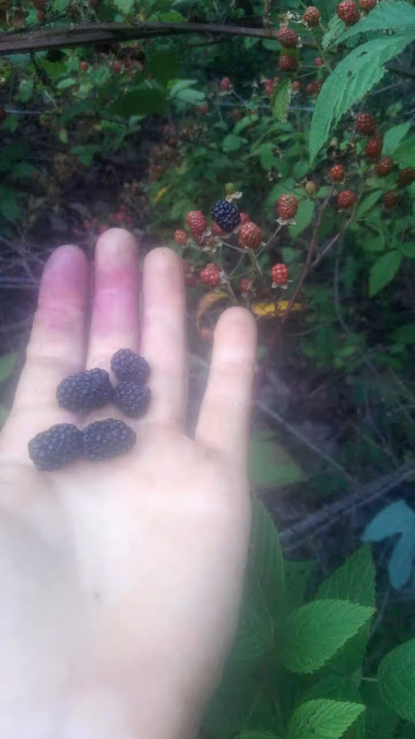 Frozen Dewberries