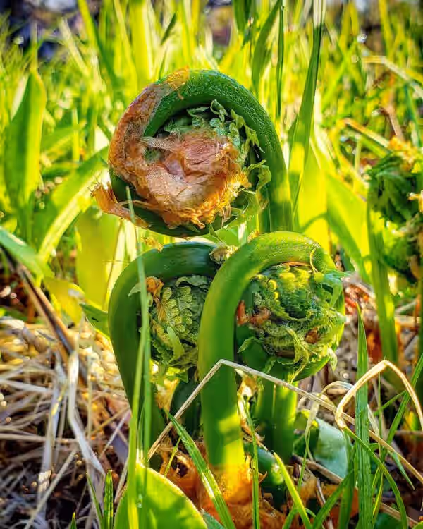 Fresh Maine Fiddleheads - 3lb (IN-SEASON) - FREE SHIPPING!
