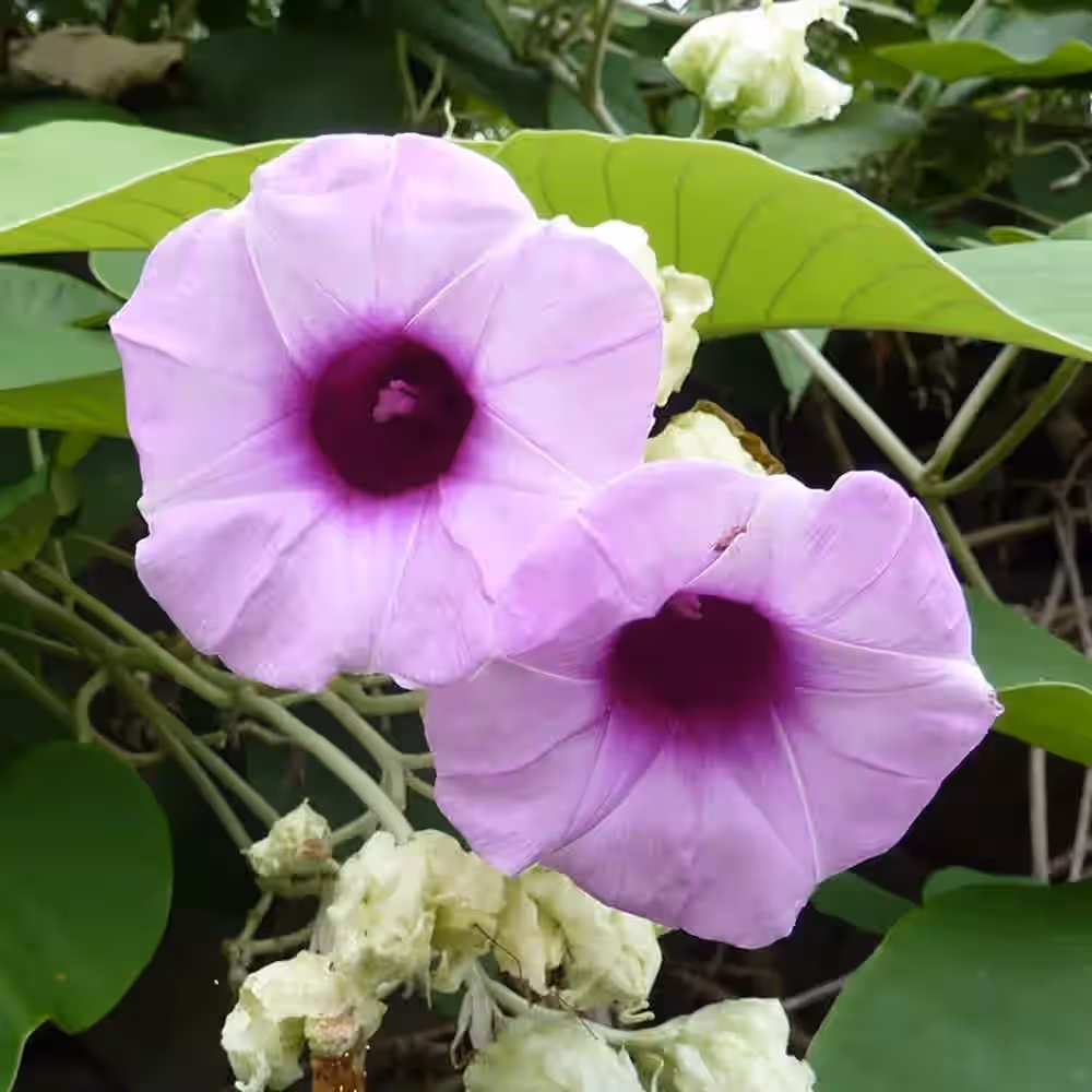 Argyreia Nervosa (Elephant Creeper) ‚Äî LIVE PLANT