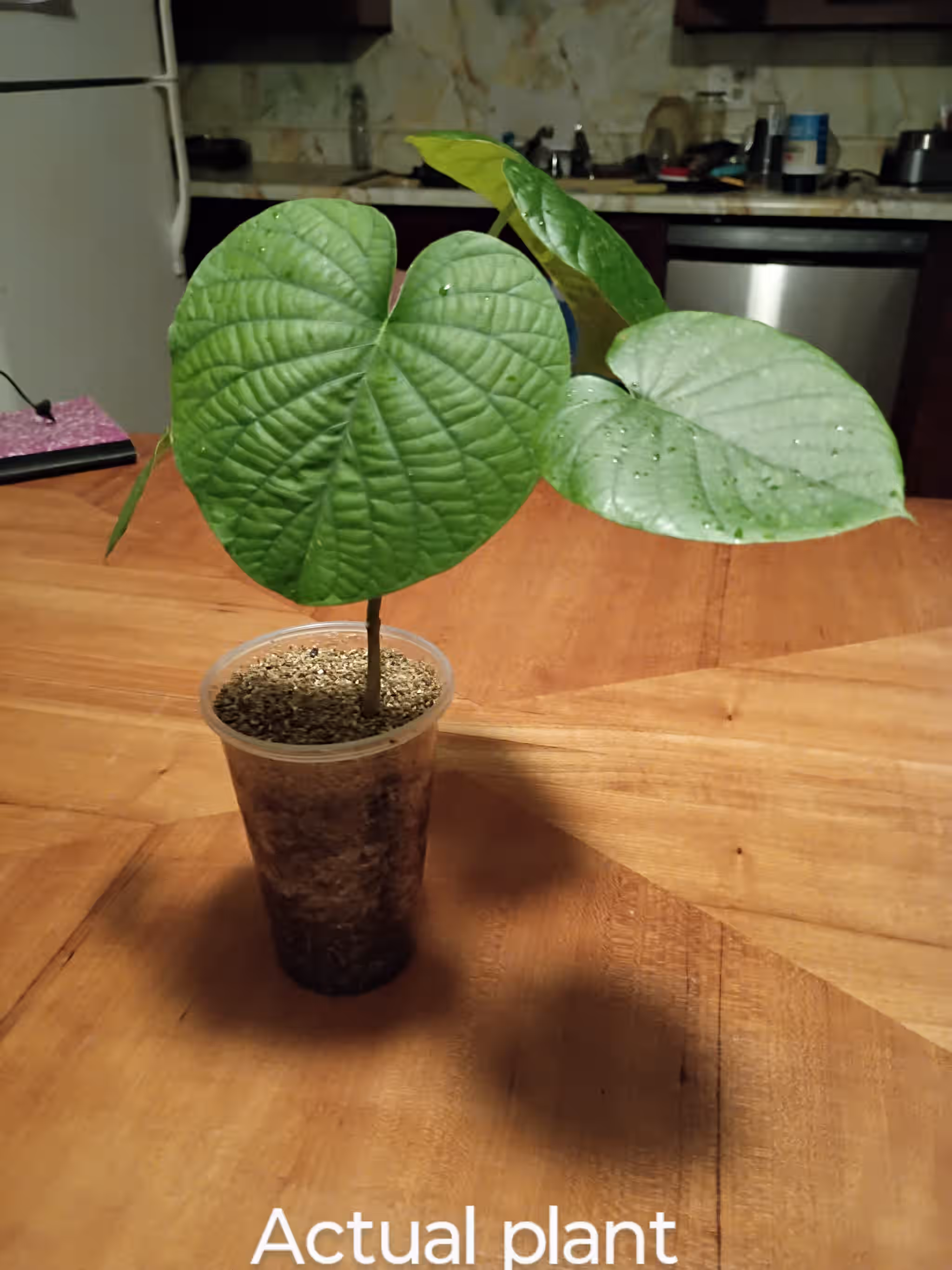 Argyreia Nervosa (Elephant Creeper) ‚Äî LIVE PLANT