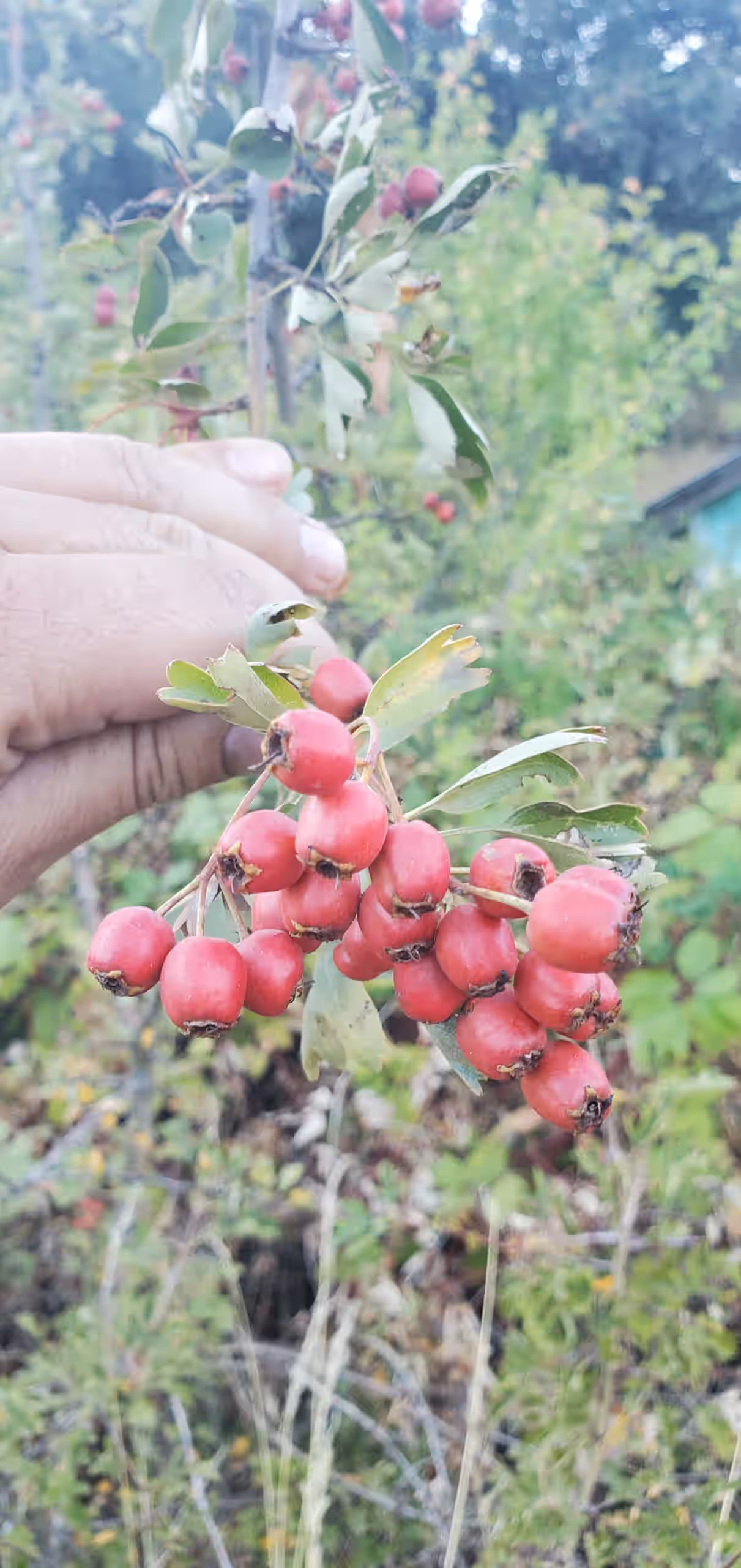 Hawthorn berries