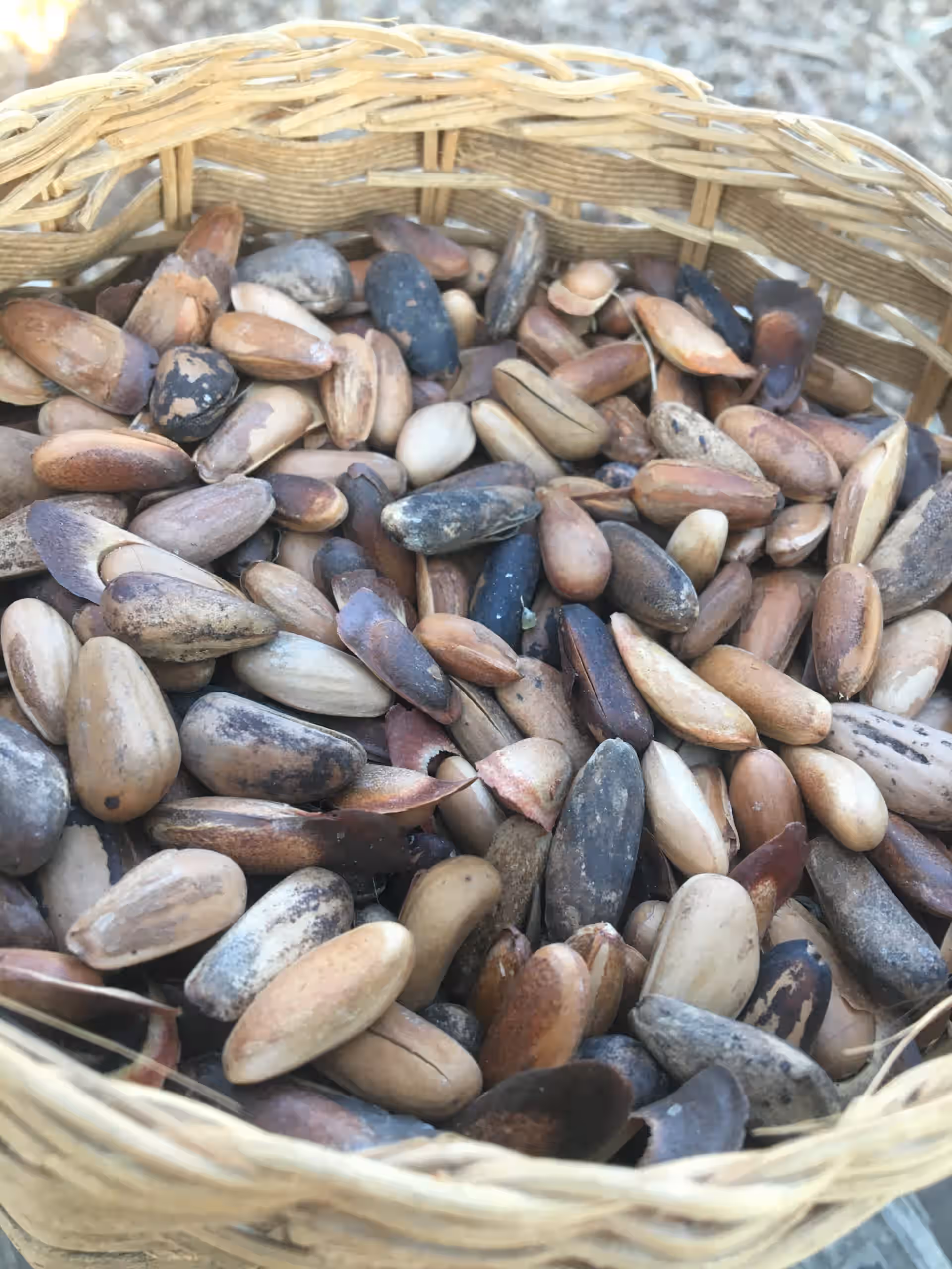 Grey Pine Nuts