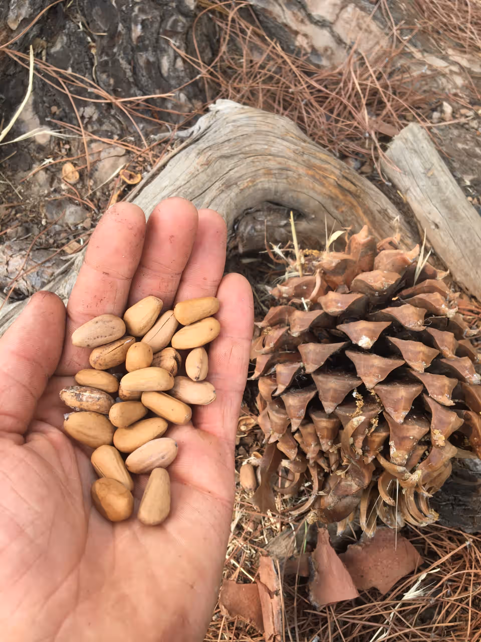 Grey Pine Nuts