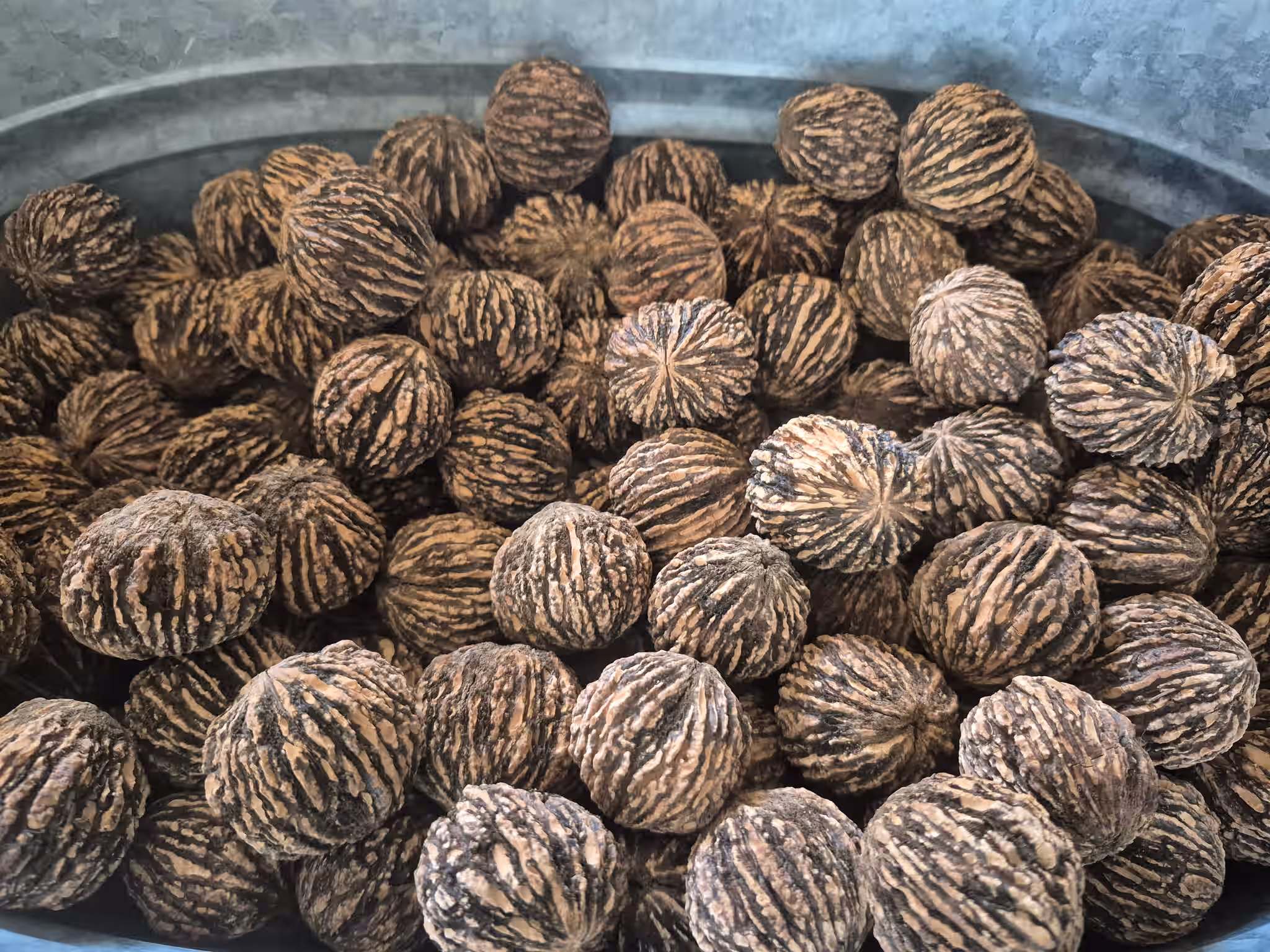 Cured Black Walnuts In The Shell