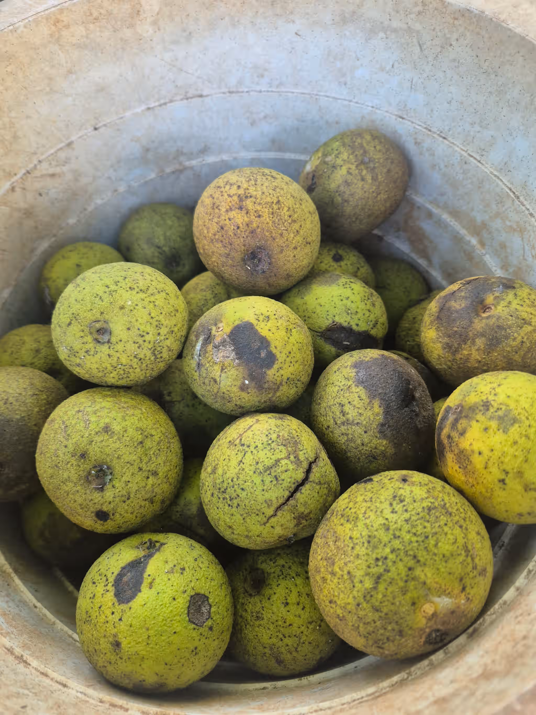 Cured Black Walnuts In The Shell 3 Cured Black Walnuts In The Shell