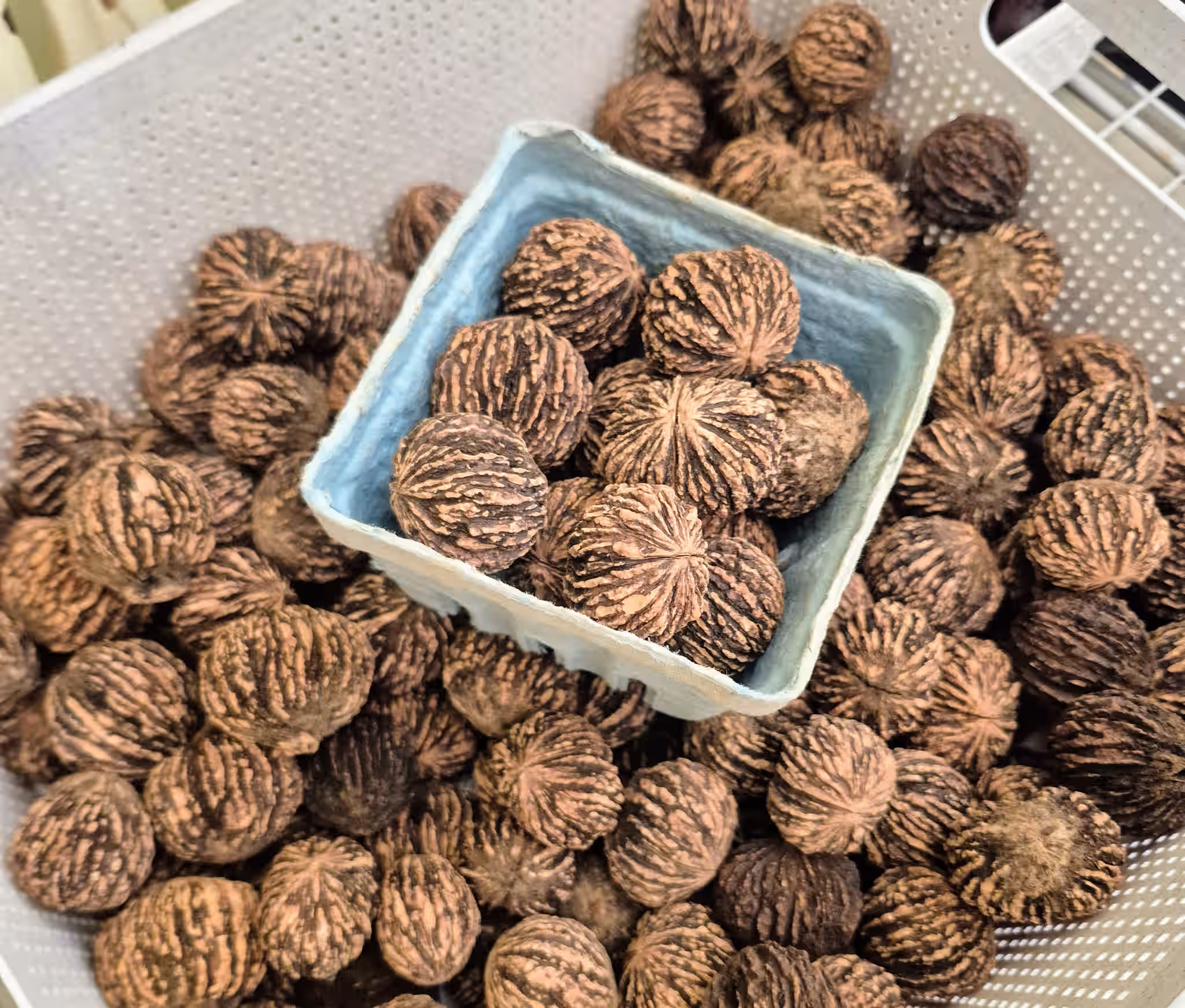 Cured Black Walnuts In The Shell 4 Cured Black Walnuts In The Shell