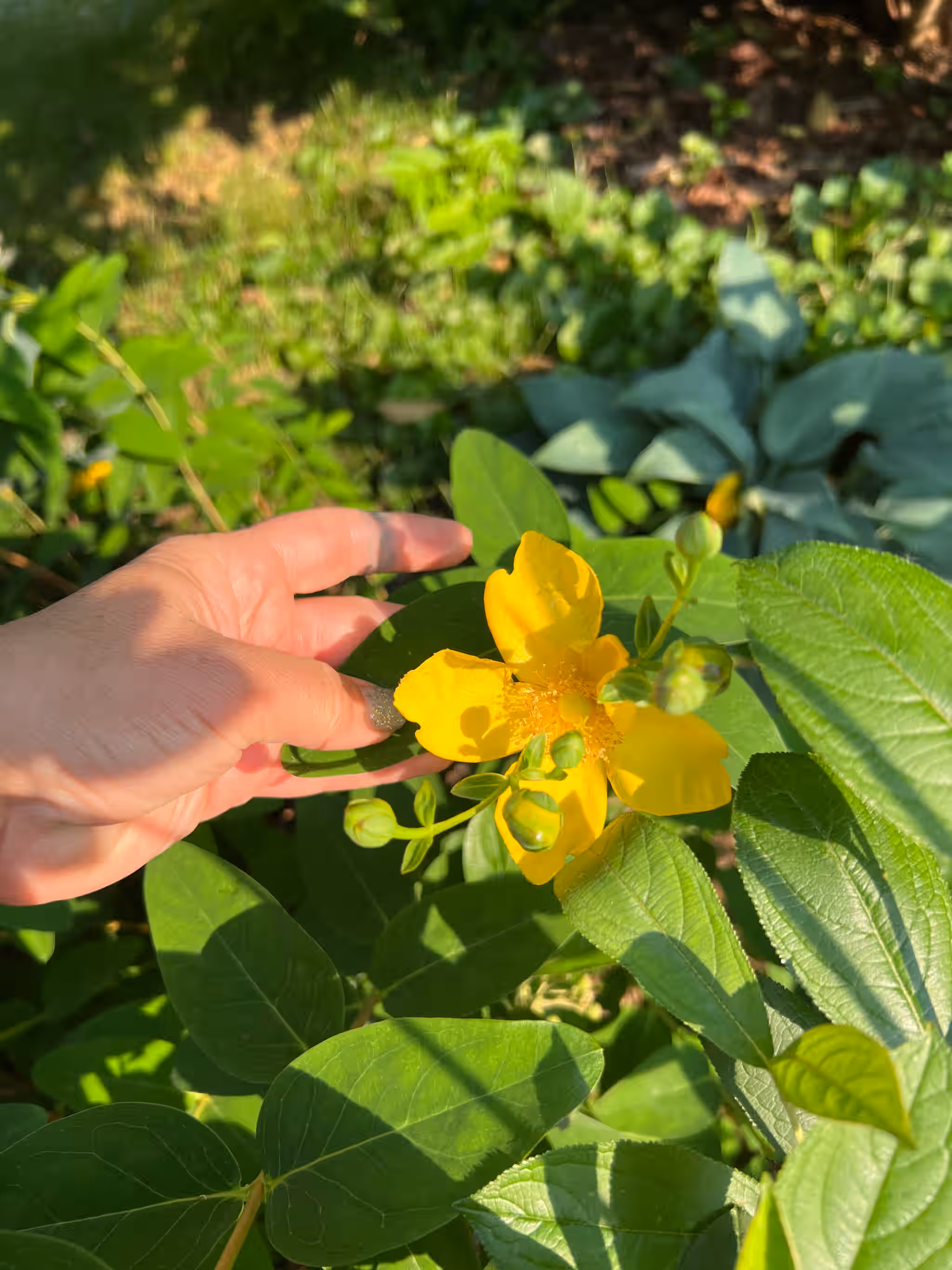 St John's Wort - Fresh, Flowers and leaves