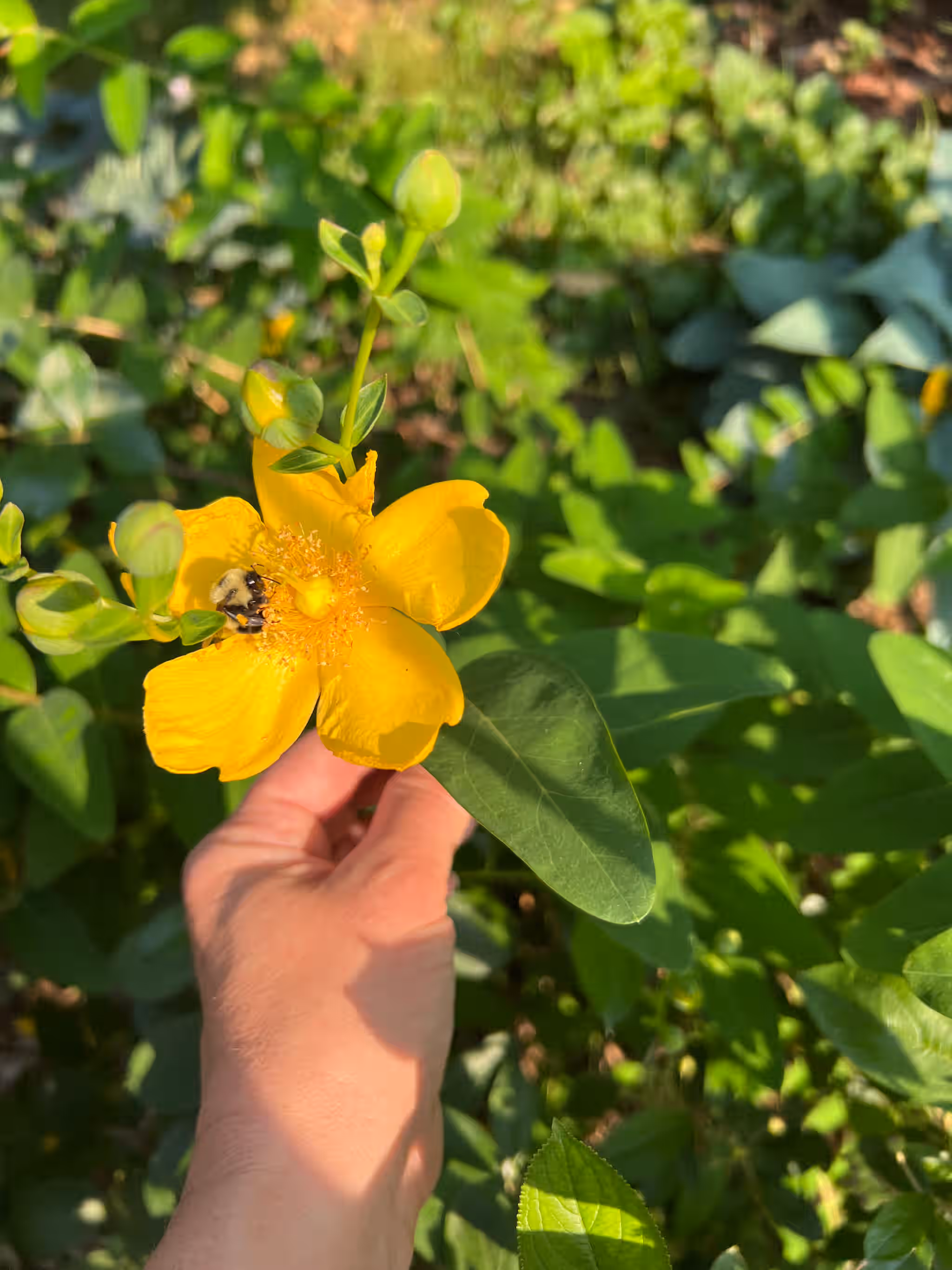 St John's Wort - Fresh, Flowers and leaves