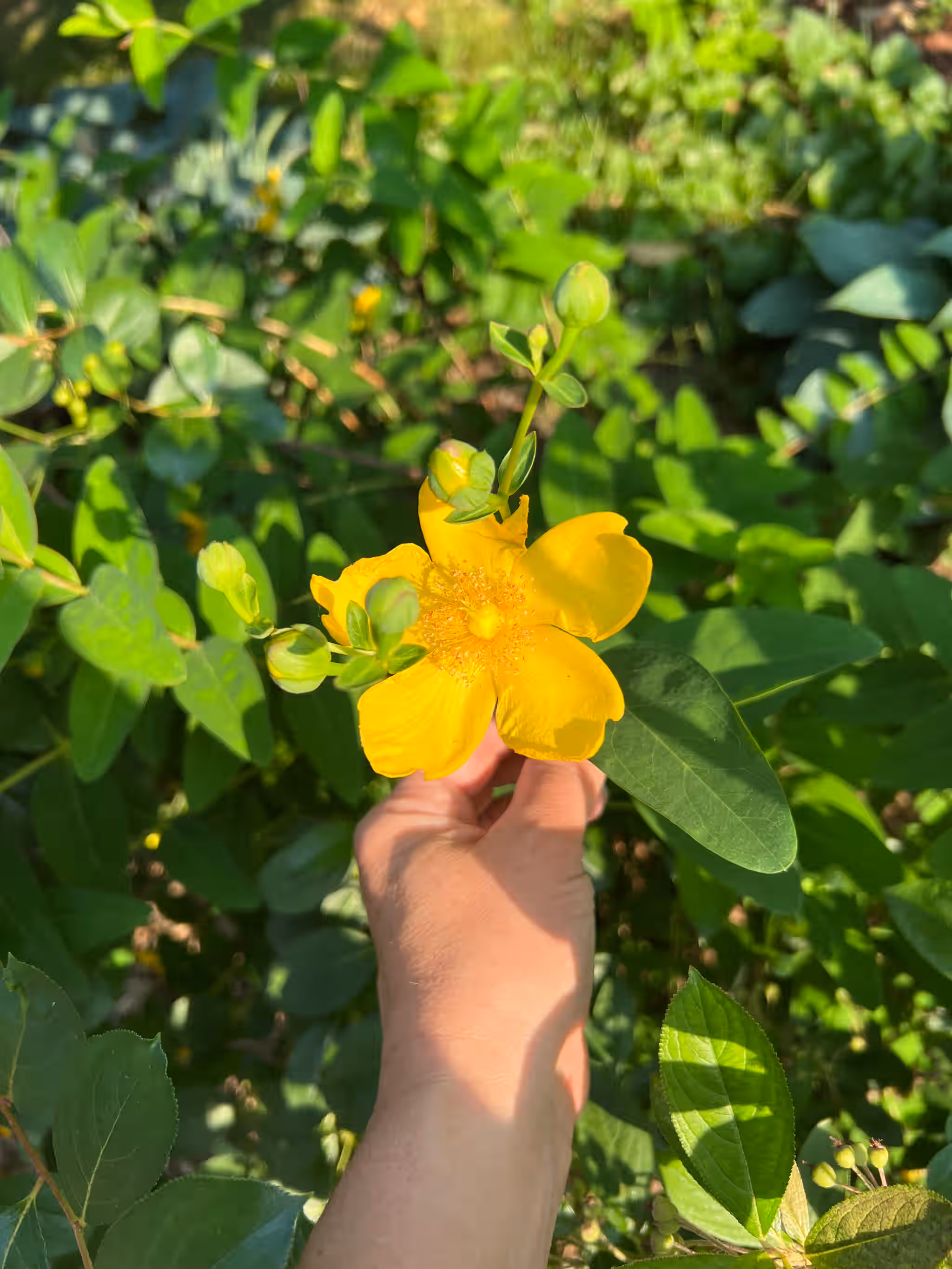 St John's Wort - Fresh, Flowers and leaves 3 St John's Wort - Fresh, Flowers and leaves