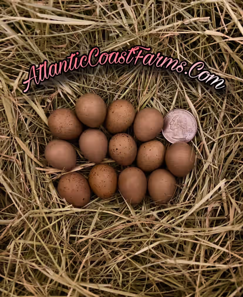 Farmers Choice Variety Hatching Eggs