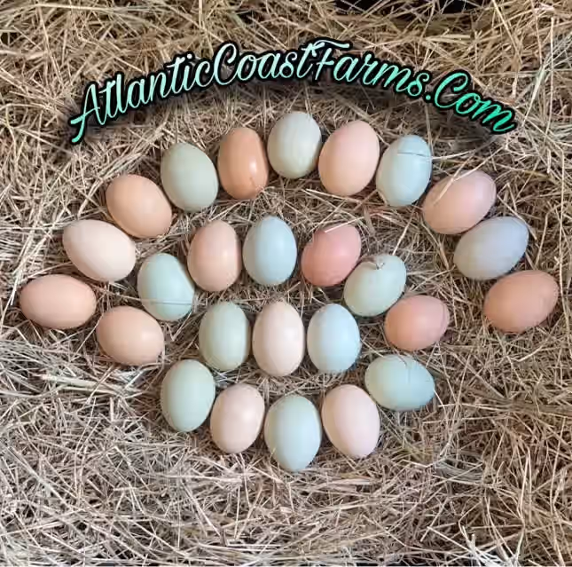 Farmers Choice Variety Hatching Eggs