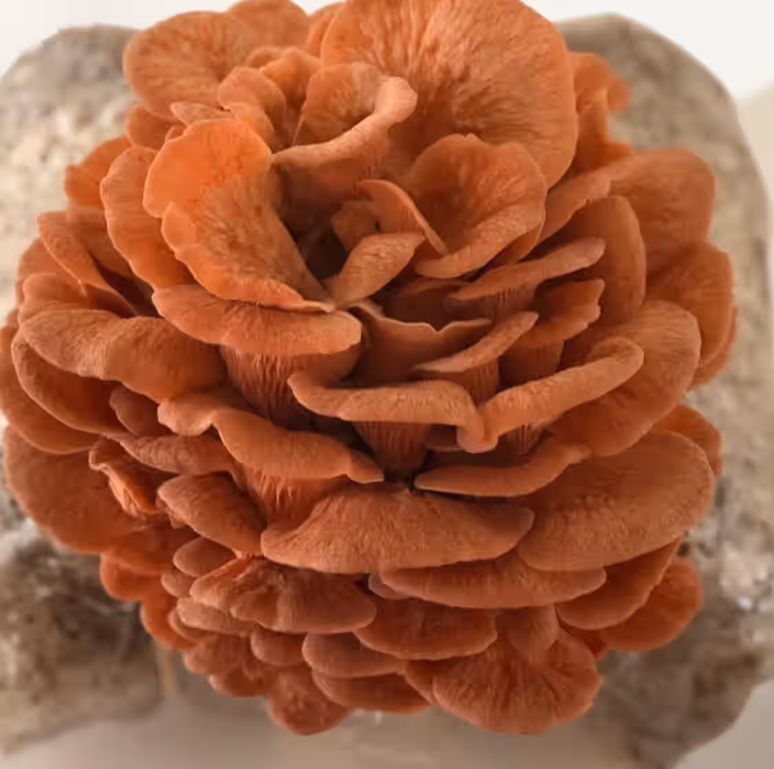 Pink Oyster Liquid Culture (Rosebud)