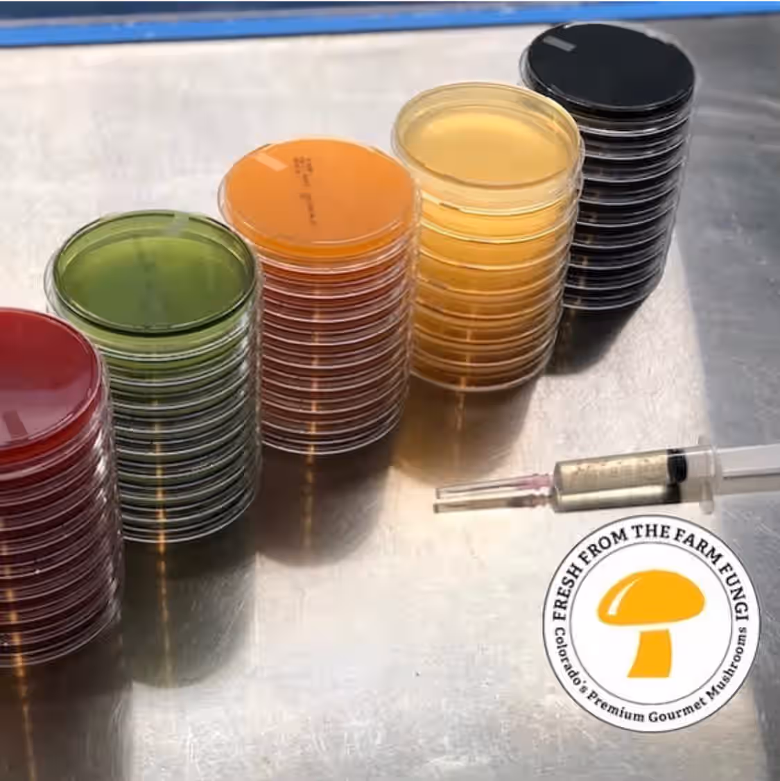 Pink Oyster Liquid Culture (Rosebud)