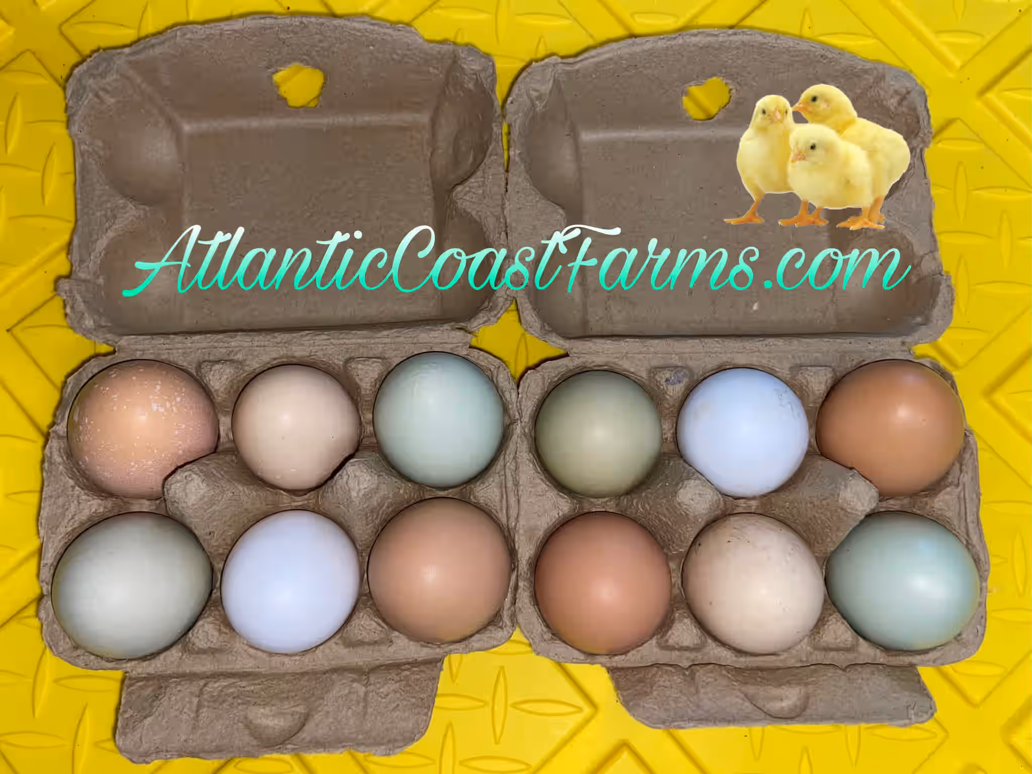 Farm Fresh Eggs for Cooking