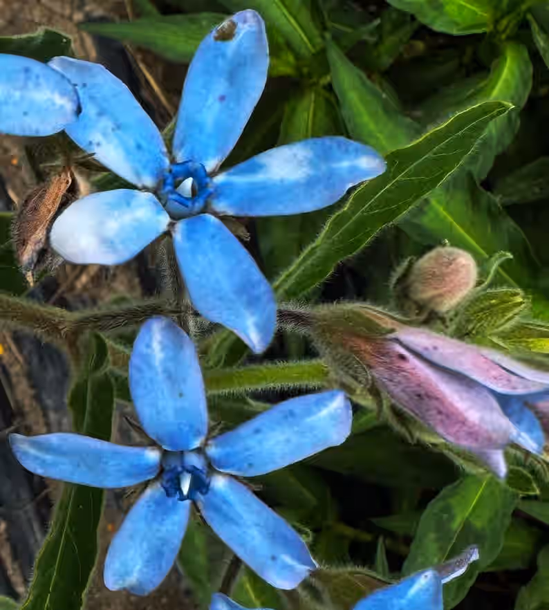 Heavenly Blue Tweedia Butterfly Weed Milkweed Oxypetalum coeruleum Premium Seed Packet Monarch