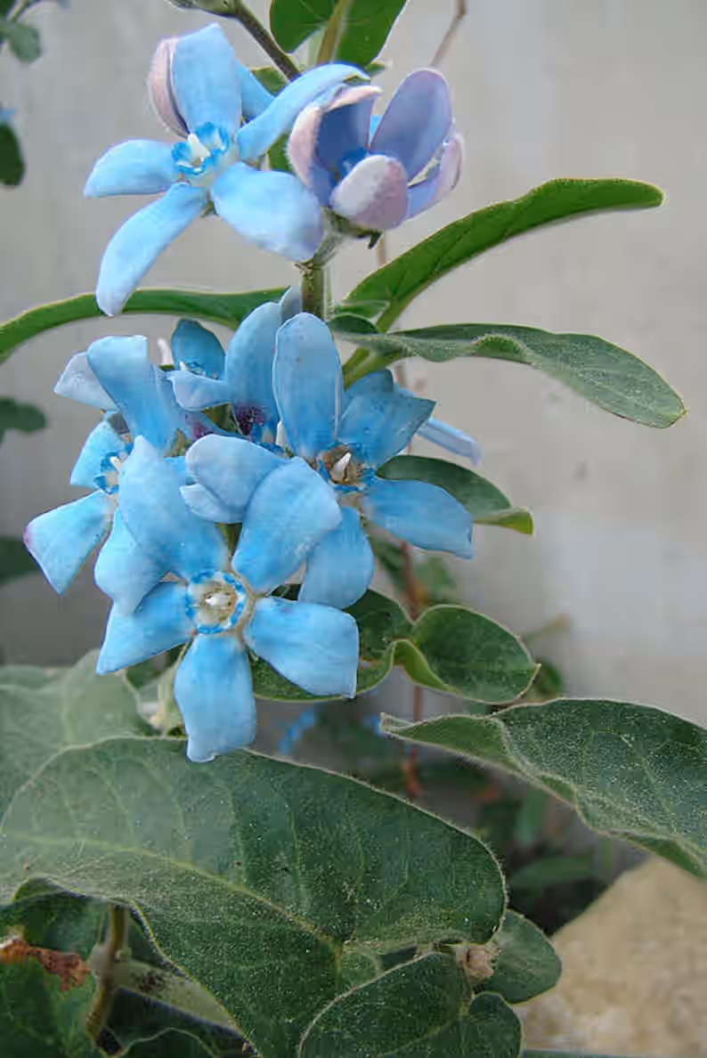 Heavenly Blue Tweedia Butterfly Weed Milkweed Oxypetalum coeruleum Premium Seed Packet Monarch