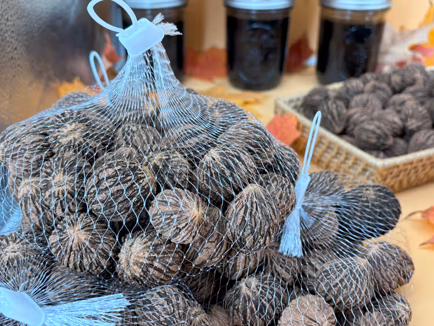 Wild Harvested Organic Black Walnuts In Shell: 1 Pound