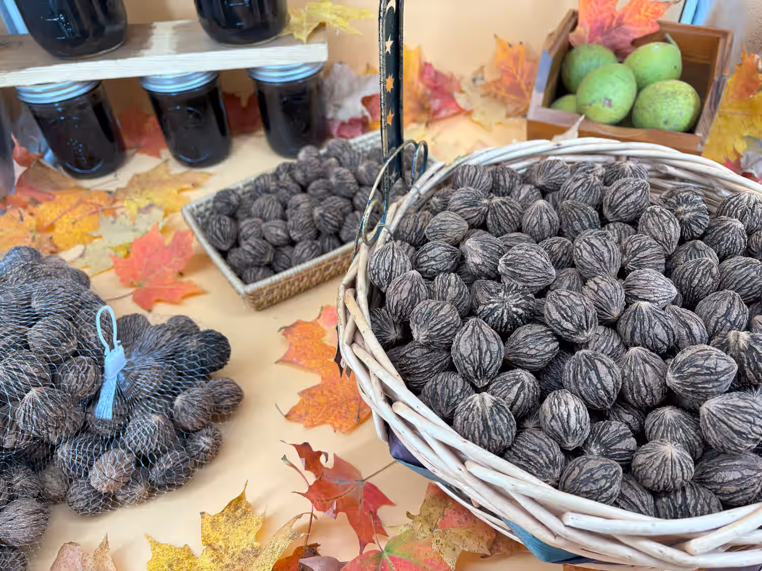 Wild Harvested Organic Black Walnuts In Shell: 1 Pound