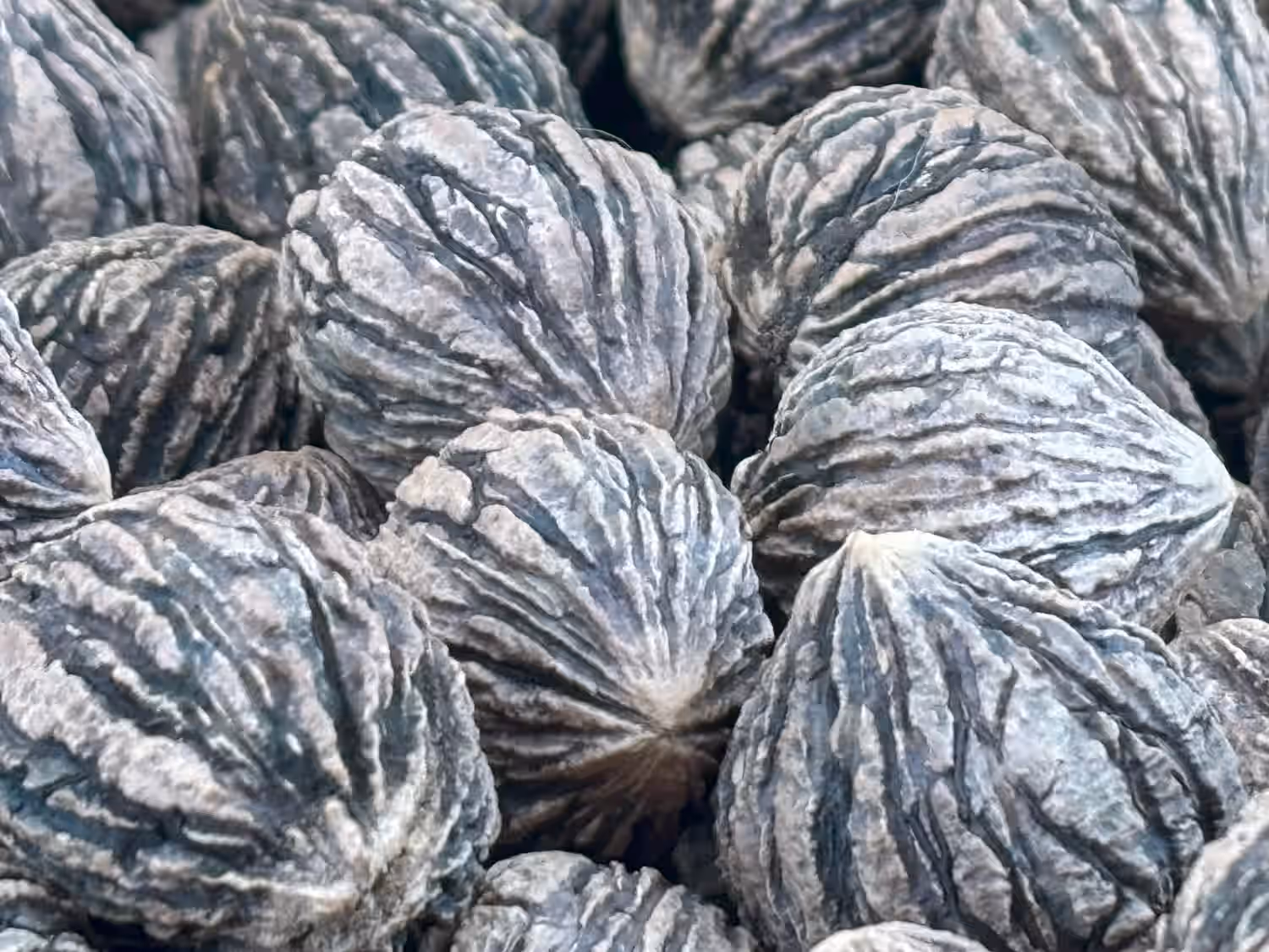 Wild Harvested Organic Black Walnuts In Shell: 1 Pound