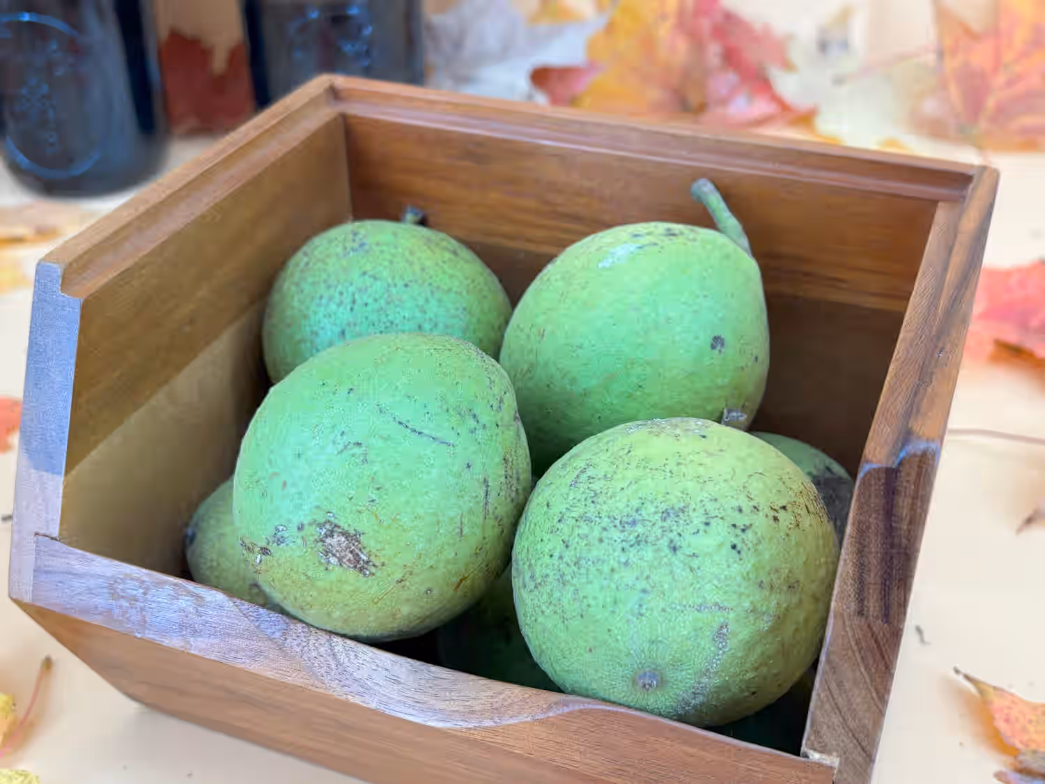 Wild Harvested Organic Black Walnuts In Shell: 1 Pound