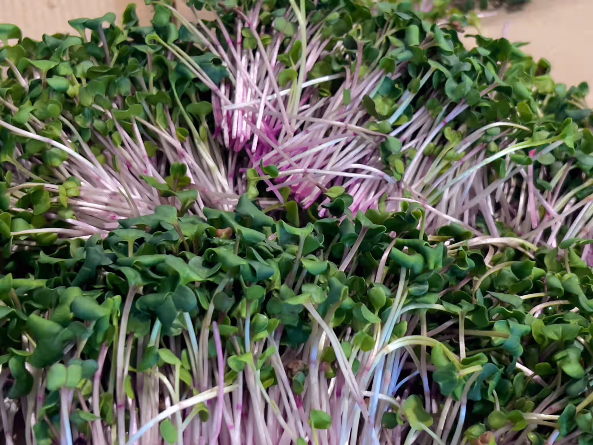 Organic China Rose Radish Microgreens