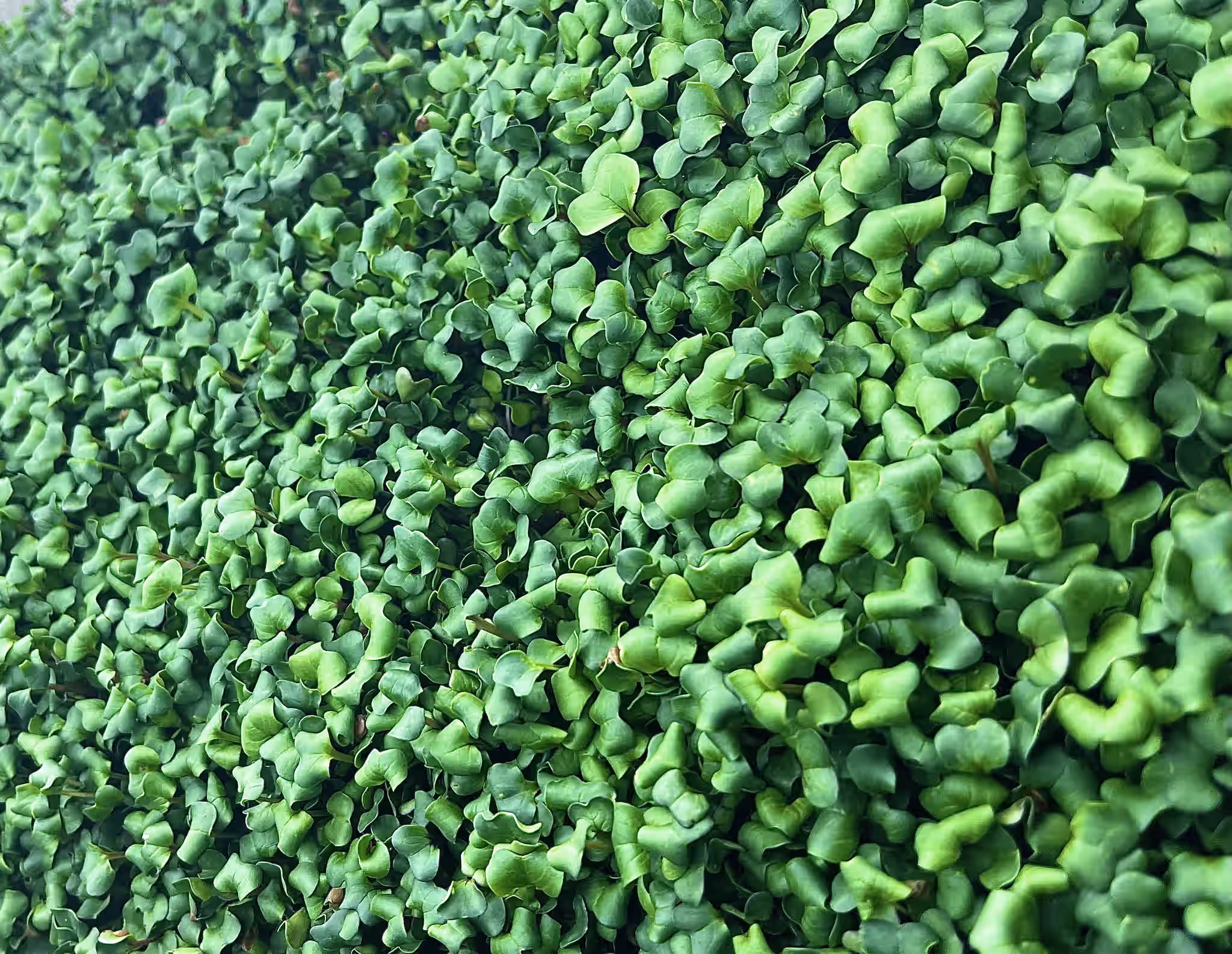 Organic China Rose Radish Microgreens