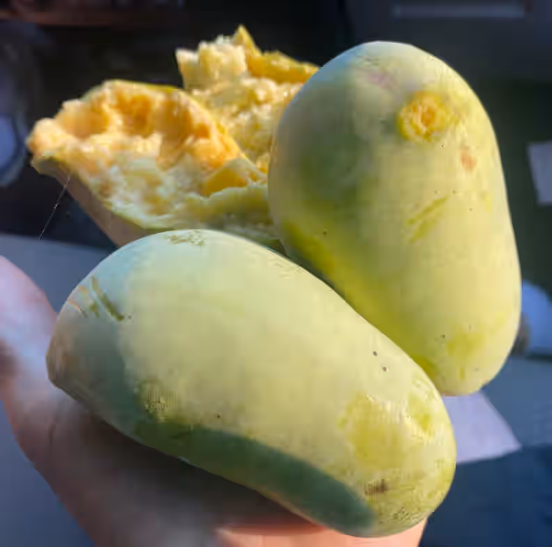 Paw Paw Pawpaw "Tammy" Asimina triloba Ozark Banana Premium Seed Packet