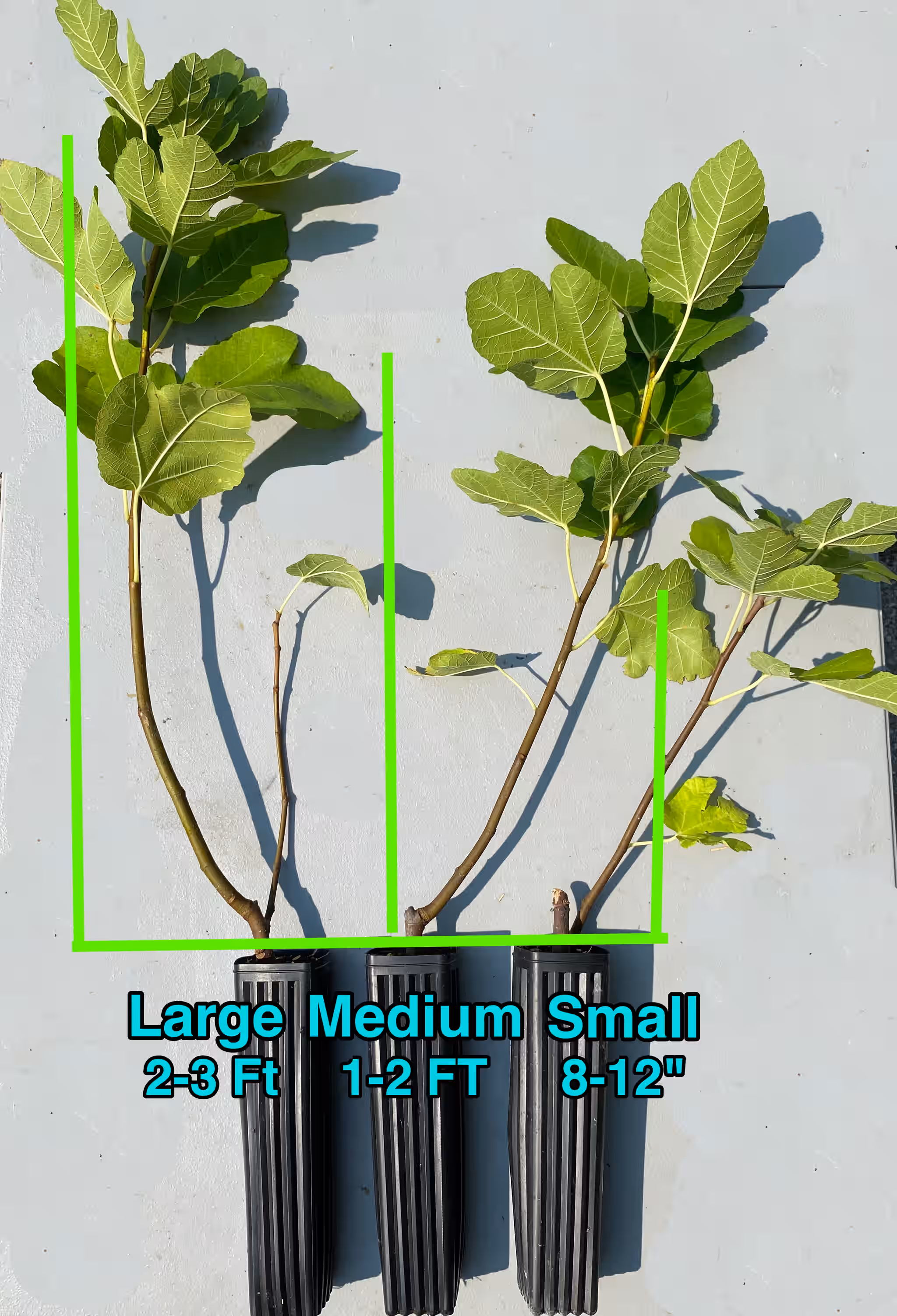 LSU Celeste Fig Tree - Naturally Grown
