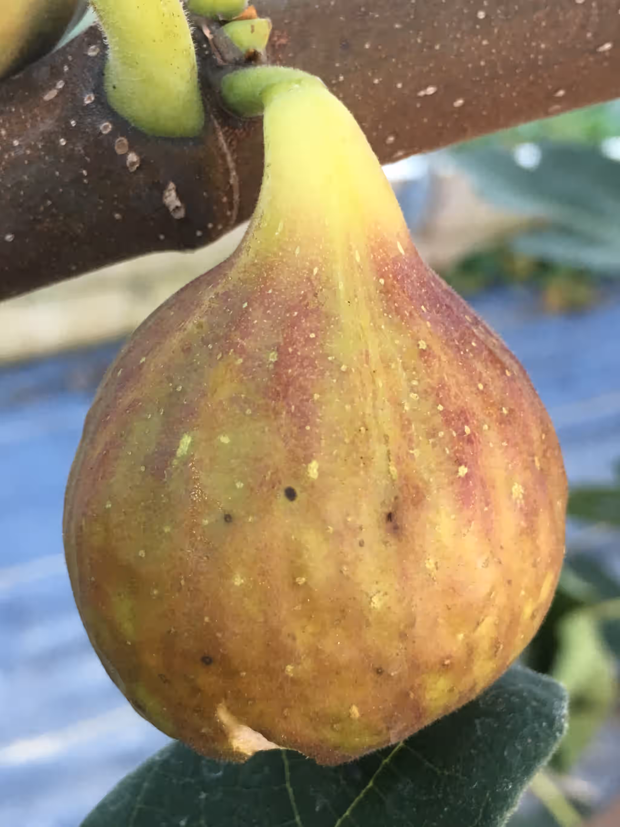 LSU Celeste Fig Tree - Naturally Grown