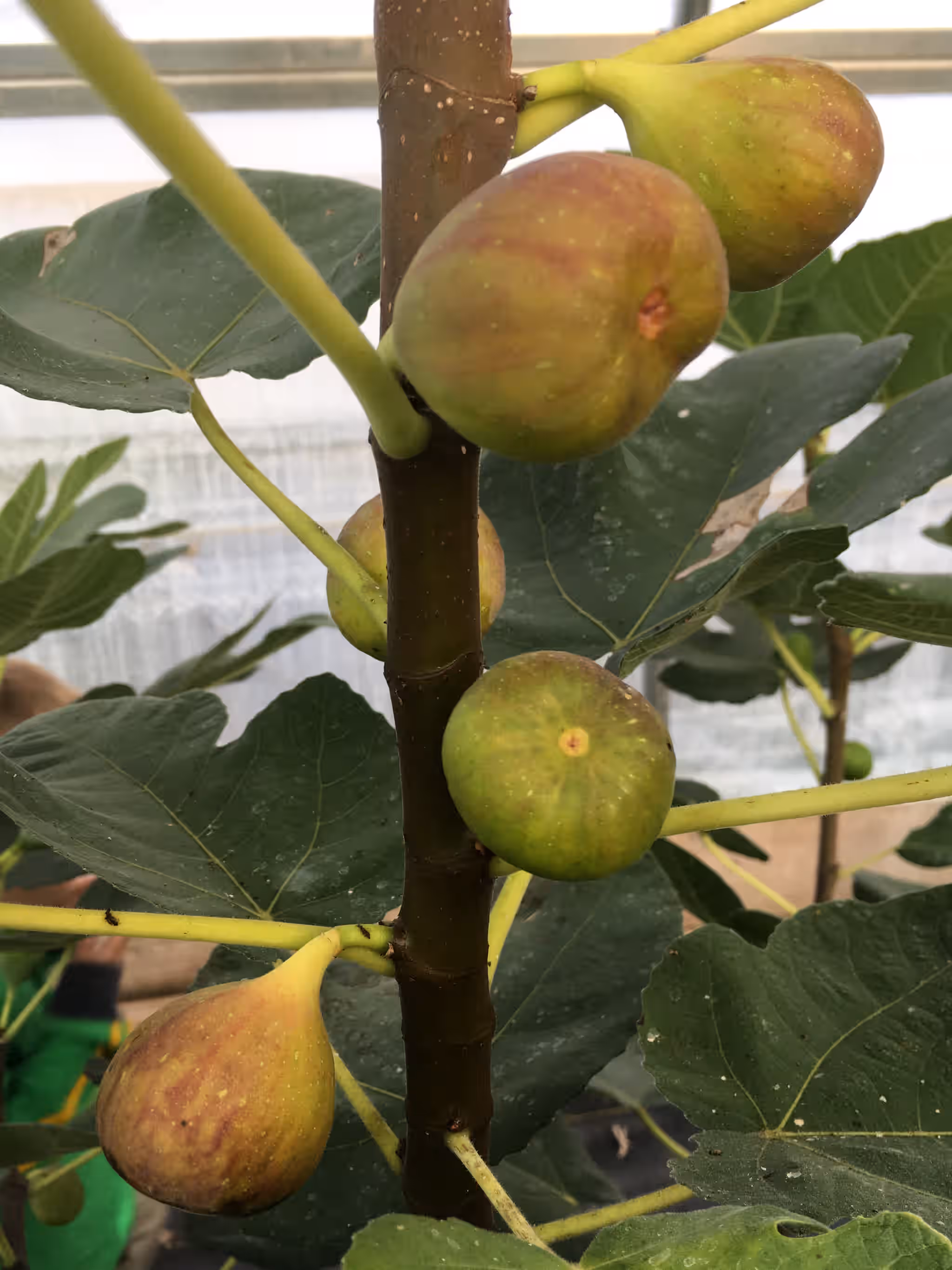 LSU Celeste Fig Tree - Naturally Grown