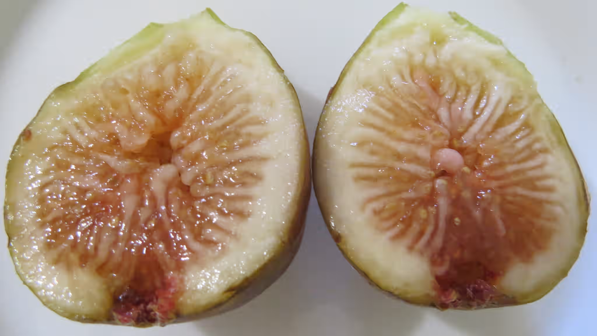 LSU Celeste Fig Tree - Naturally Grown
