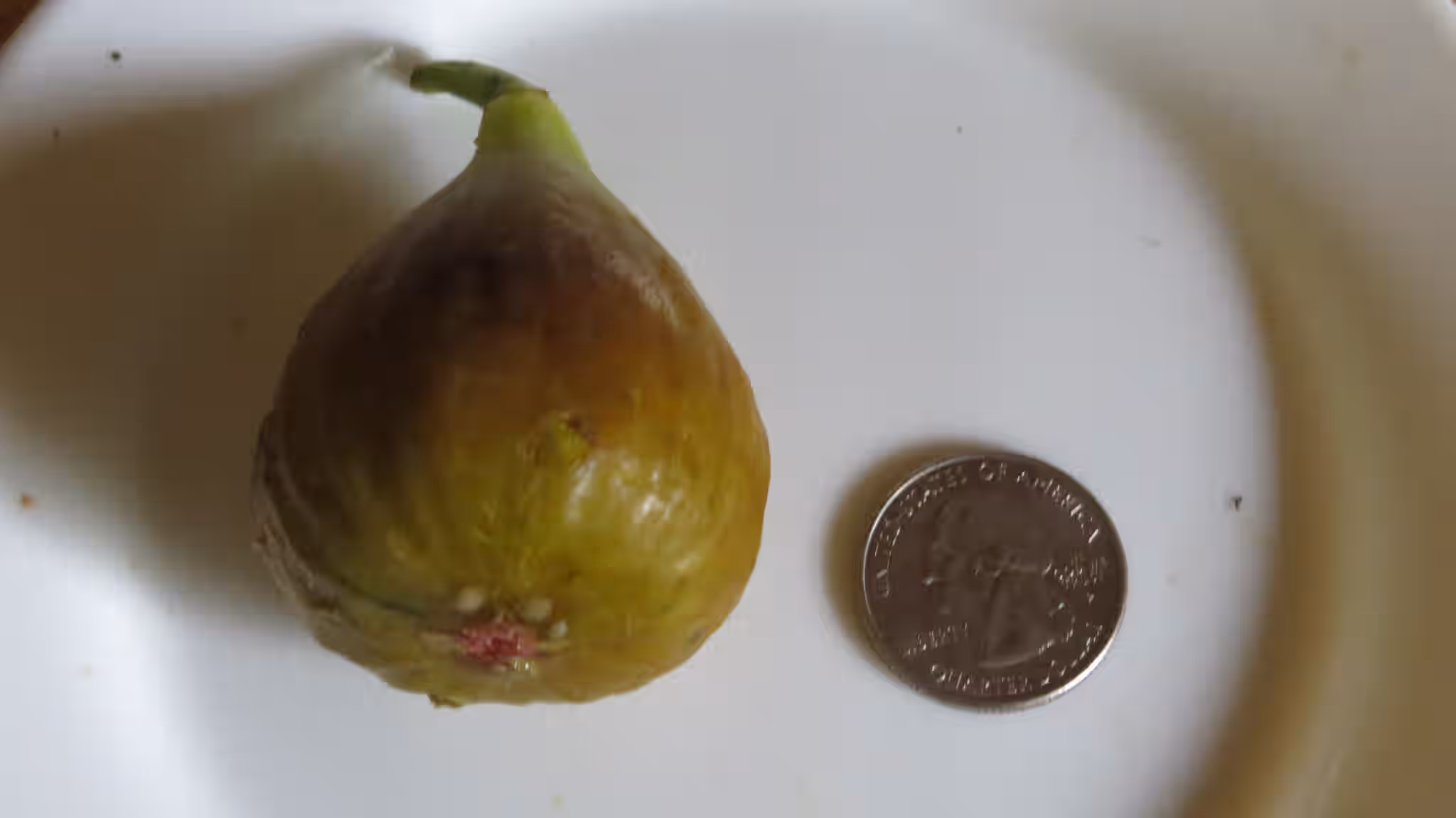 LSU Celeste Fig Tree - Naturally Grown