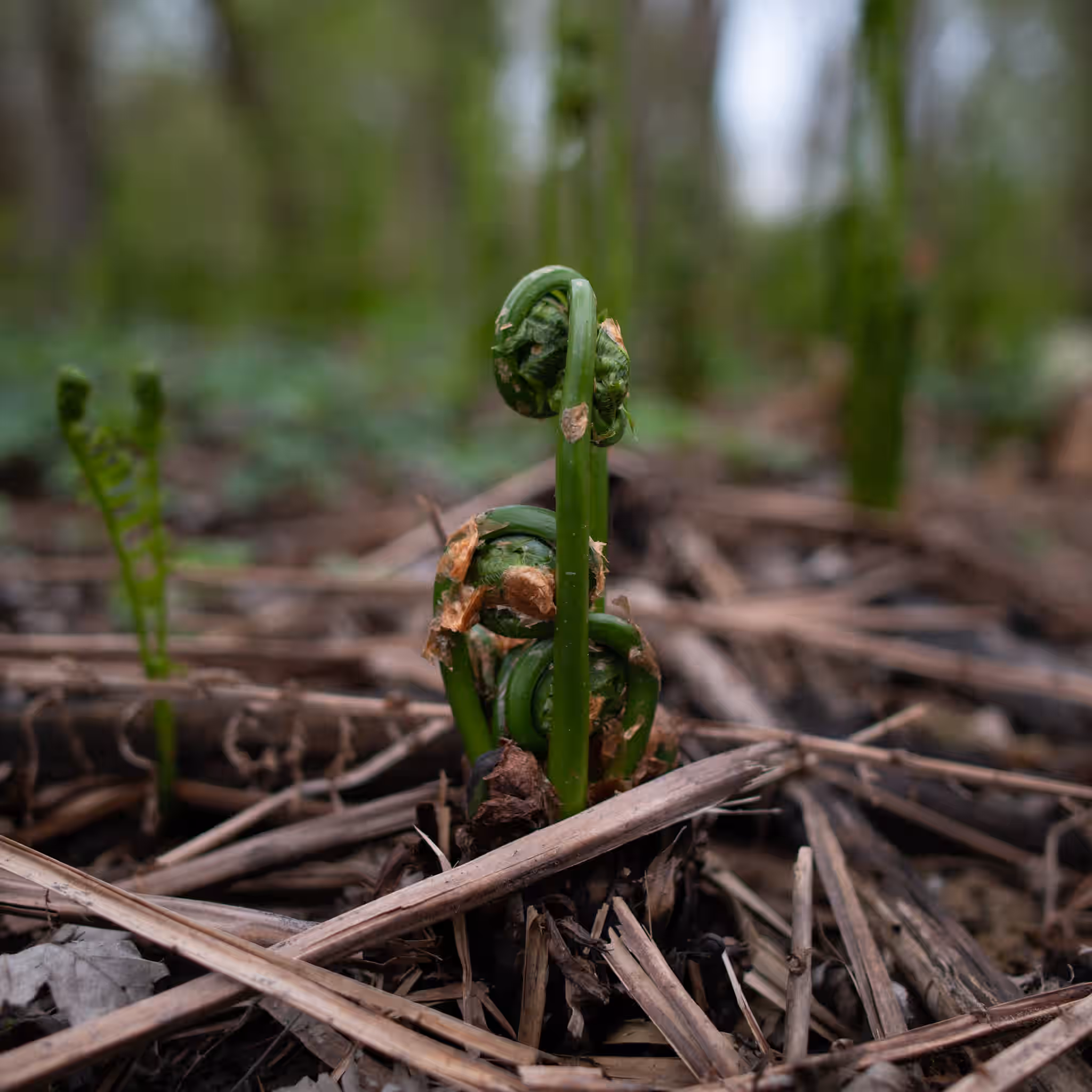 Fresh Vermont Fiddleheads 1lb