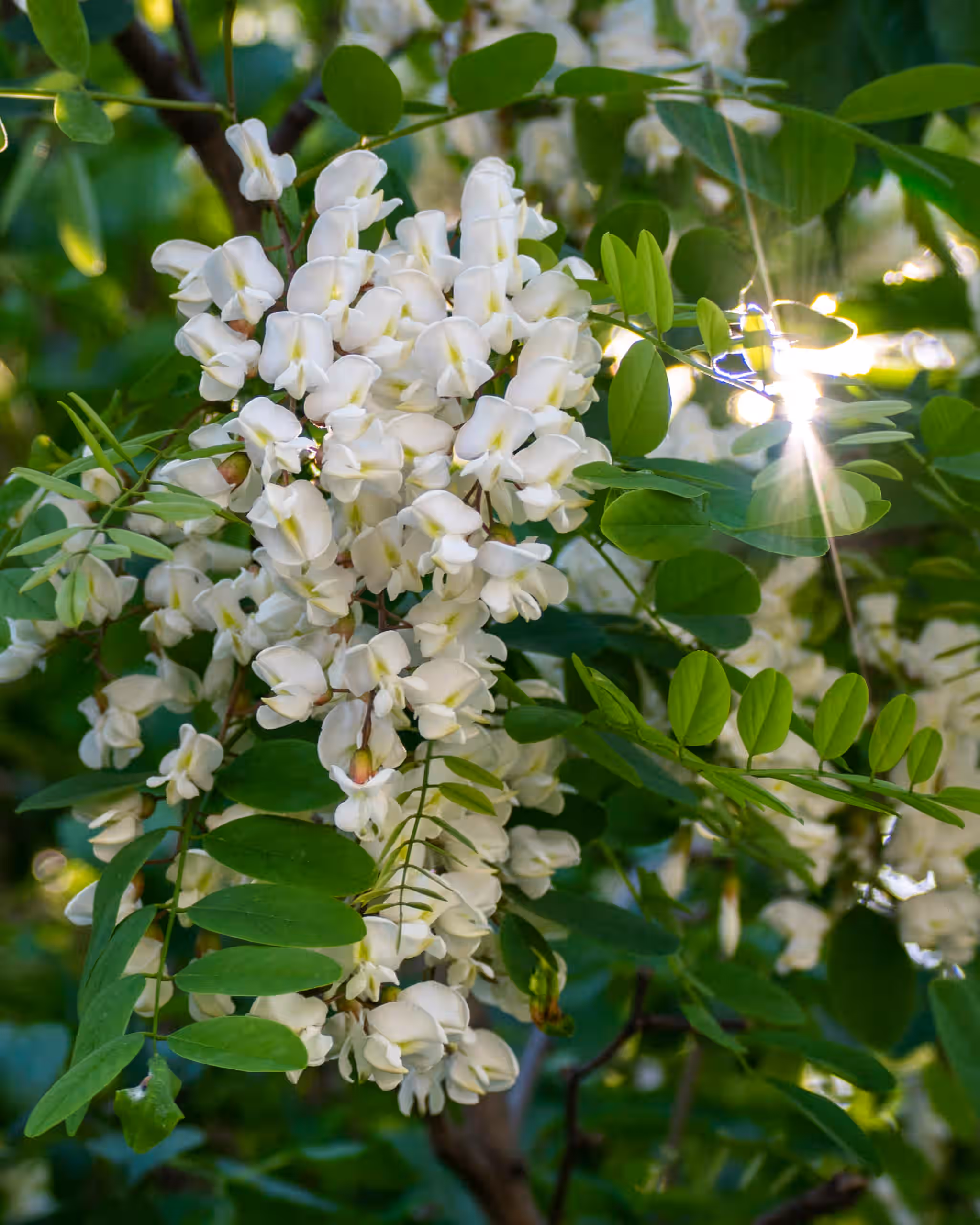 Fresh Black Locust Flowers 4oz