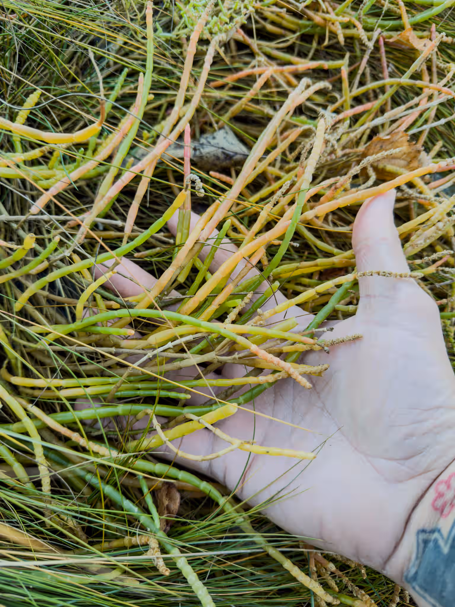 Wild Pickleweed (Sea Beans / Samphire) (OUT OF SEASON UNTIL SPRING 2026)