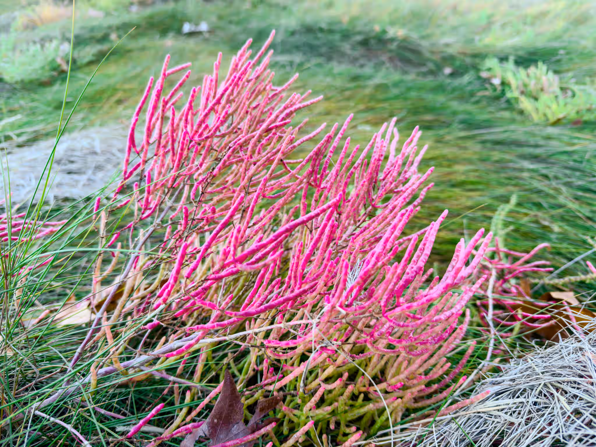 Wild Pickleweed (Sea Beans / Samphire) (OUT OF SEASON UNTIL SPRING 2026)